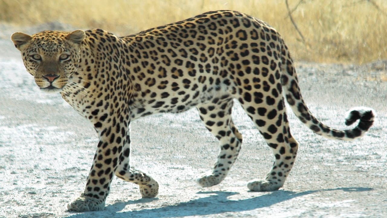 Le guépard, cet élégant chasseur d'Afrique