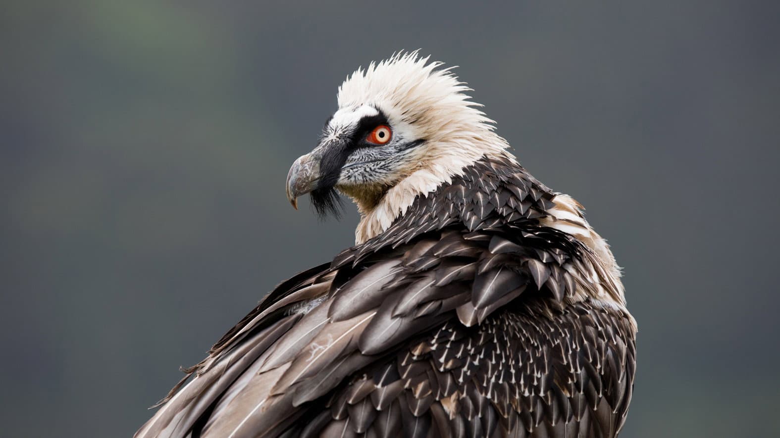 The Sanctuary: Survival Stories of the Alps