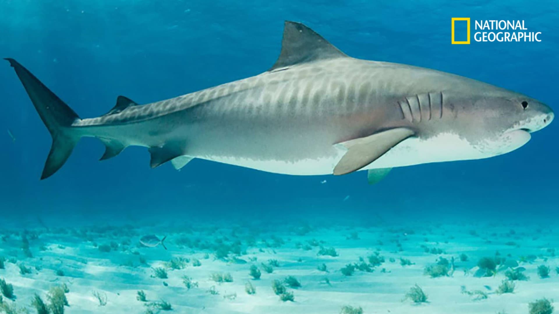 National Geographic : Requins-tigres, la peur bleue
