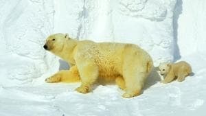 D’un pôle à l’autre