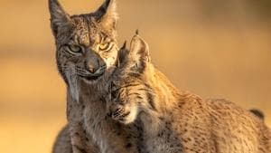 The Greatest Adventure