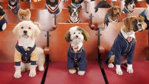 Le premier jour de la chienne errante