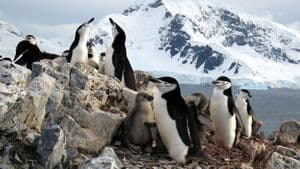 Les régions glaciaires