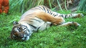 L’accouchement épineux de Peri