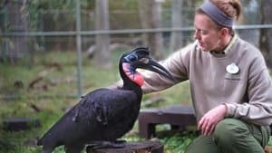 Bienvenue chez les mandrills