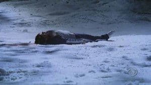 Du sang sur la neige