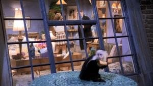 Celui qui a perdu son singe