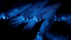 La nuit dans l'océan