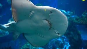 L’échange des œufs