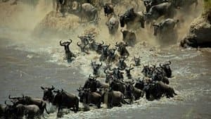 Les mystères de l'essaim