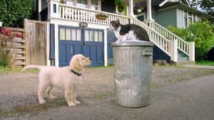 L'Académie des chatons