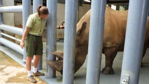 Grace, le bébé gorille