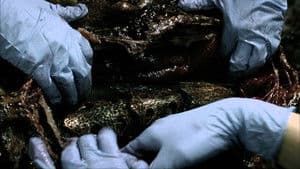 La face cachée du rampant