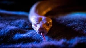 Volume 6 : La Grande Prêtresse