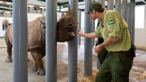 Un amour d’oryctérope