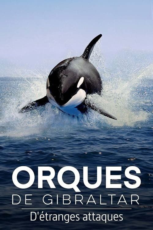 Watch Out for Orcas! Danger Off Gibraltar?