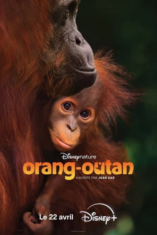 Orangutan